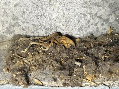 Biological Debris and Dead Rodent in Duct Requiring Disinfecting