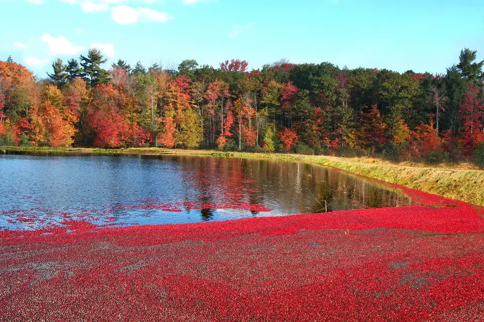 Flooded cranberry bog at harvest, ringed by fall colours